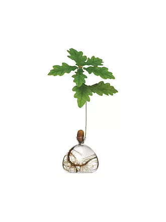 ILEX STUDIOS | Eichen Vase Clear | transparent