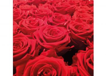 Nahaufnahme einer dichten Ansammlung leuchtend roter Rosen. Die üppigen Blütenblätter und komplexen Schichten zeigen sich deutlich und füllen den gesamten Rahmen.