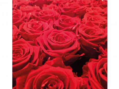 Nahaufnahme einer dichten Ansammlung leuchtend roter Rosen. Die üppigen Blütenblätter und komplexen Schichten zeigen sich deutlich und füllen den gesamten Rahmen.