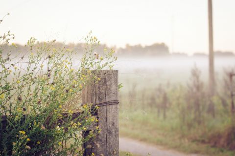 Im Vordergrund steht ein rustikaler Holzpfosten, der mit Wildblumen geschmückt ist, während sich in der Ferne ein nebliges Feld erstreckt. Der sanfte Nebel schafft eine heitere und ruhige ländliche Szene unter einem bedeckten Himmel.