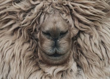 Nahaufnahme eines flauschigen Tieres, wahrscheinlich eines Hundes oder Schafs, dessen Gesicht von dickem, lockigem Fell bedeckt ist. Das Fell ist beige und die geschlossenen Augen, die Nase und der Mund des Tieres sind sichtbar, was ihm einen heiteren Ausdruck verleiht.