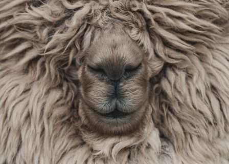 Nahaufnahme eines flauschigen Tieres, wahrscheinlich eines Hundes oder Schafs, dessen Gesicht von dickem, lockigem Fell bedeckt ist. Das Fell ist beige und die geschlossenen Augen, die Nase und der Mund des Tieres sind sichtbar, was ihm einen heiteren Ausdruck verleiht.