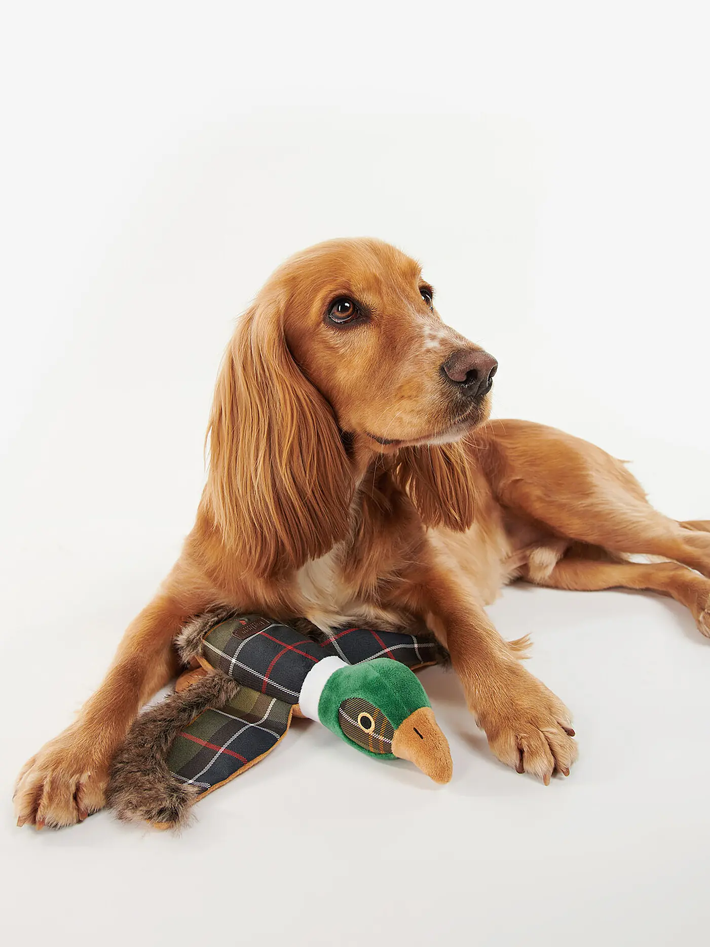 BARBOUR | Hundespielzeug PHEASANT | olive
