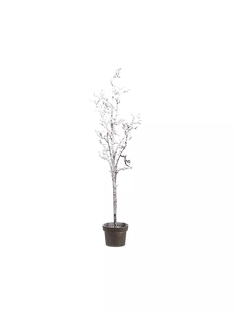 COUNTRYFIELD | Baum "Prunus Desari" L 105cm | beige