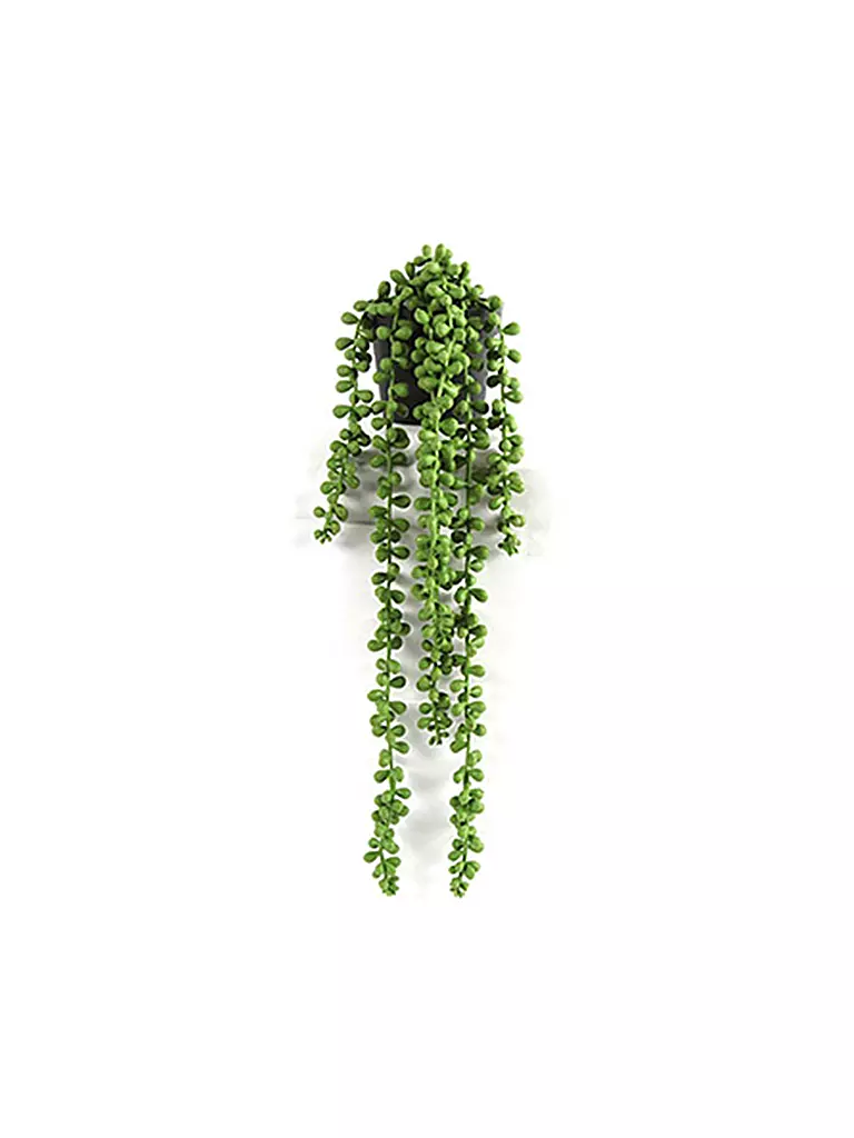 COUNTRYFIELD | Dekopflanze - Senecio Rowleyanus 43cm  | grün