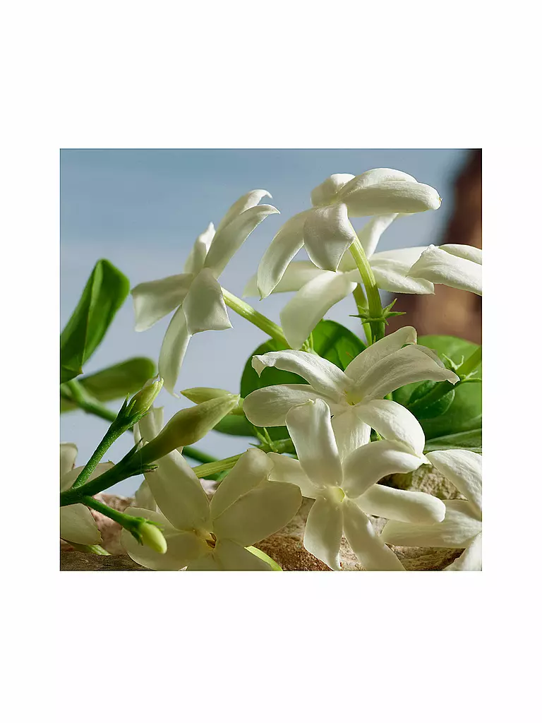 DOLCE&GABBANA | Q by Dolce&Gabbana Parfum 50ml | keine Farbe