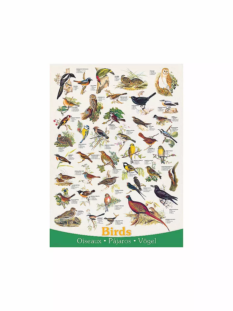 EUROGRAPHICS | Puzzle - Birds (1000 Teile) | bunt