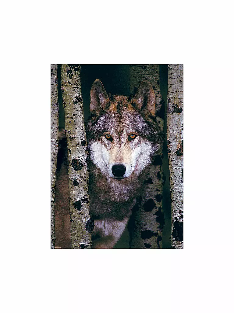 EUROGRAPHICS | Puzzle - Gray Wolf (1000 Teile) | bunt