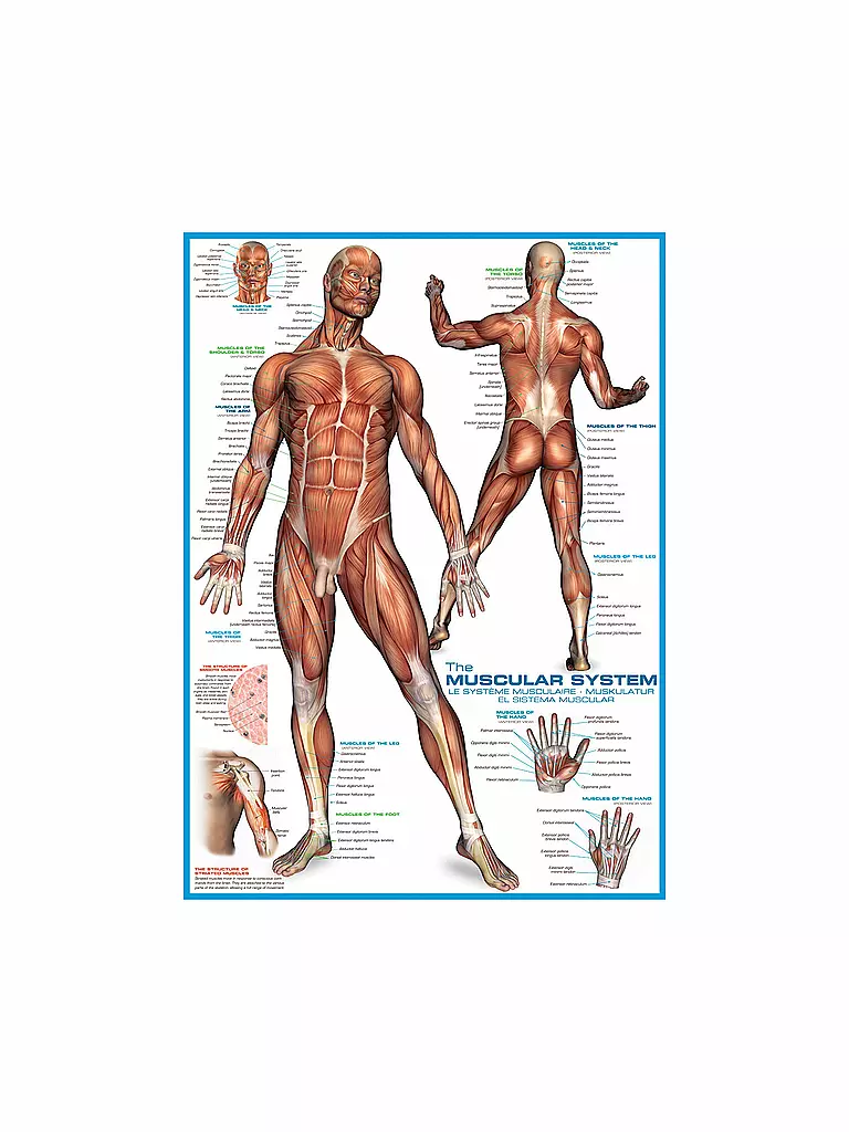 EUROGRAPHICS | Puzzle - The Muscular System (1000 Teile) | bunt