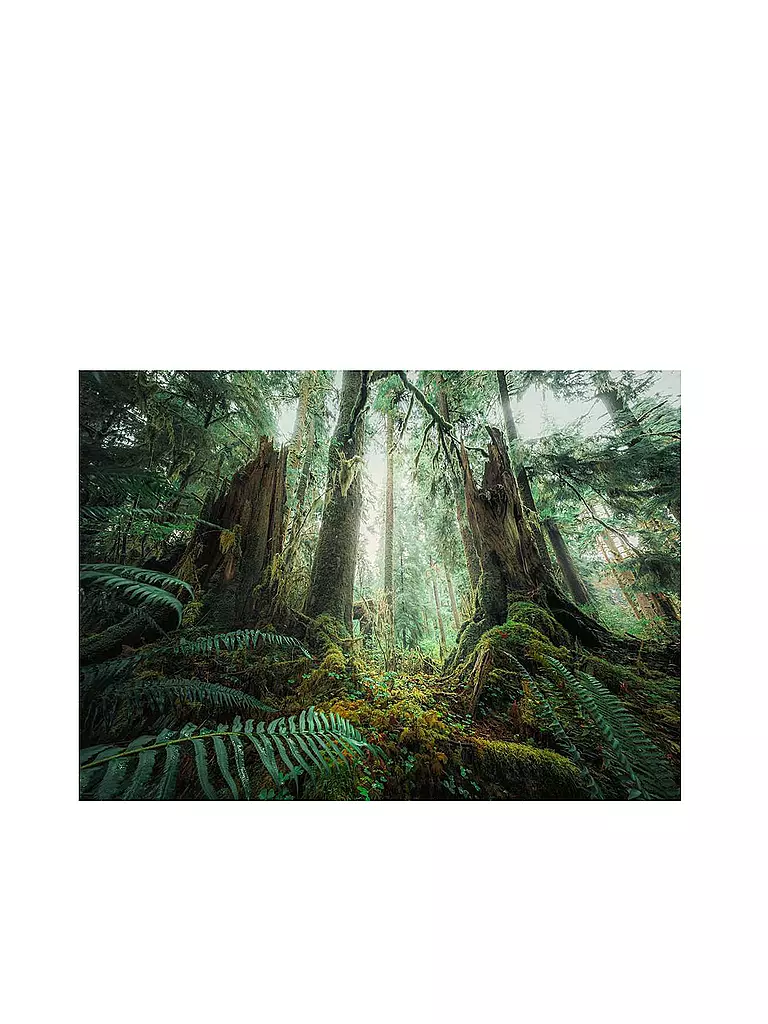 RAVENSBURGER | Puzzle - Faszinierender Wald 1000 Teile  | keine Farbe