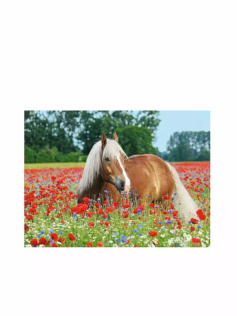 RAVENSBURGER | Puzzle - Pferd im Mohnfeld - 500 Teile | transparent