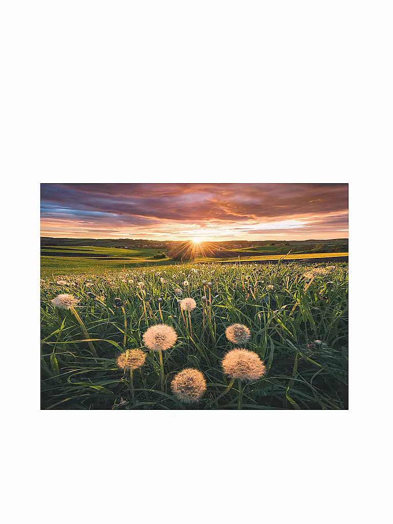 RAVENSBURGER | Puzzle - Pusteblumen im Sonnenuntergang - Nature Edition 500 Teile | keine Farbe